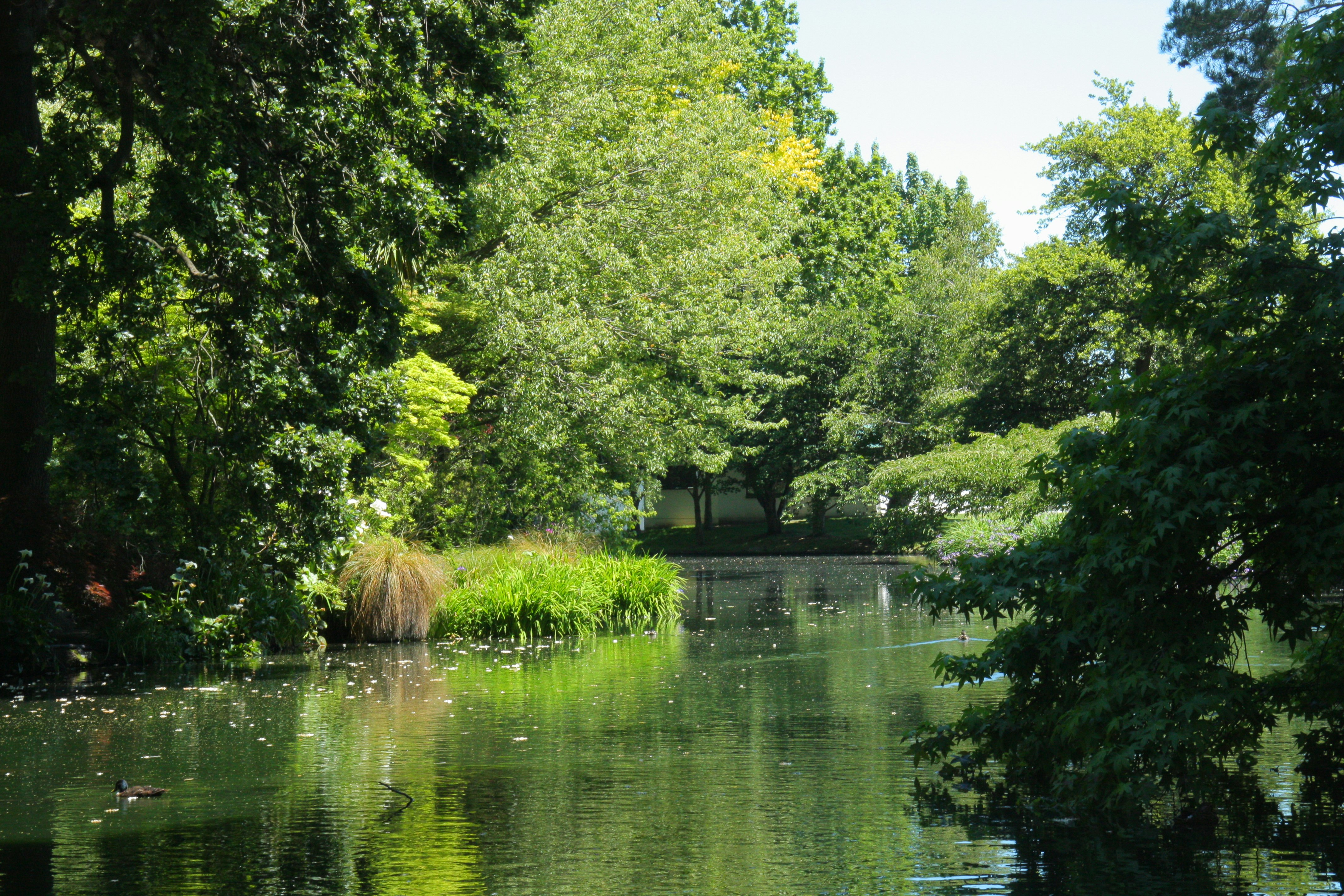 green trees beside river during daytime